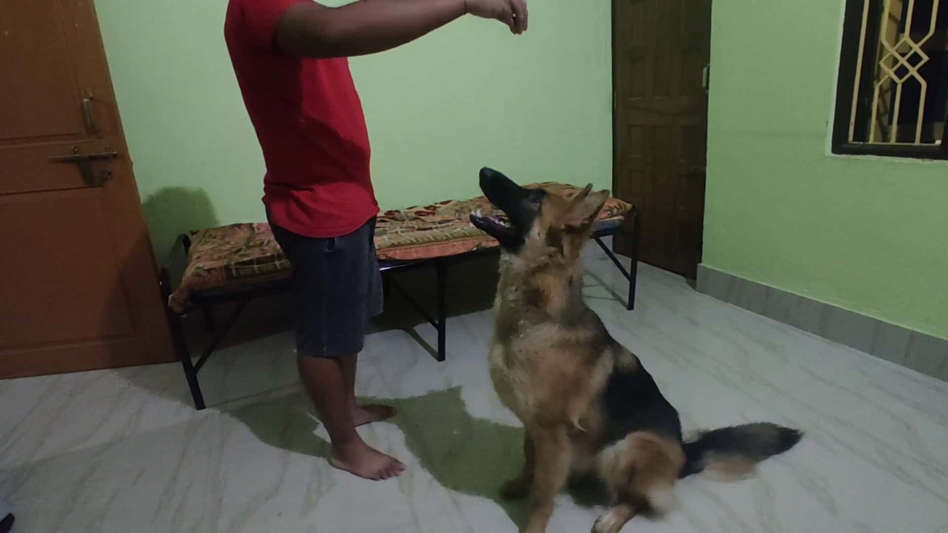 fully grown german shepherd perfecting obedience