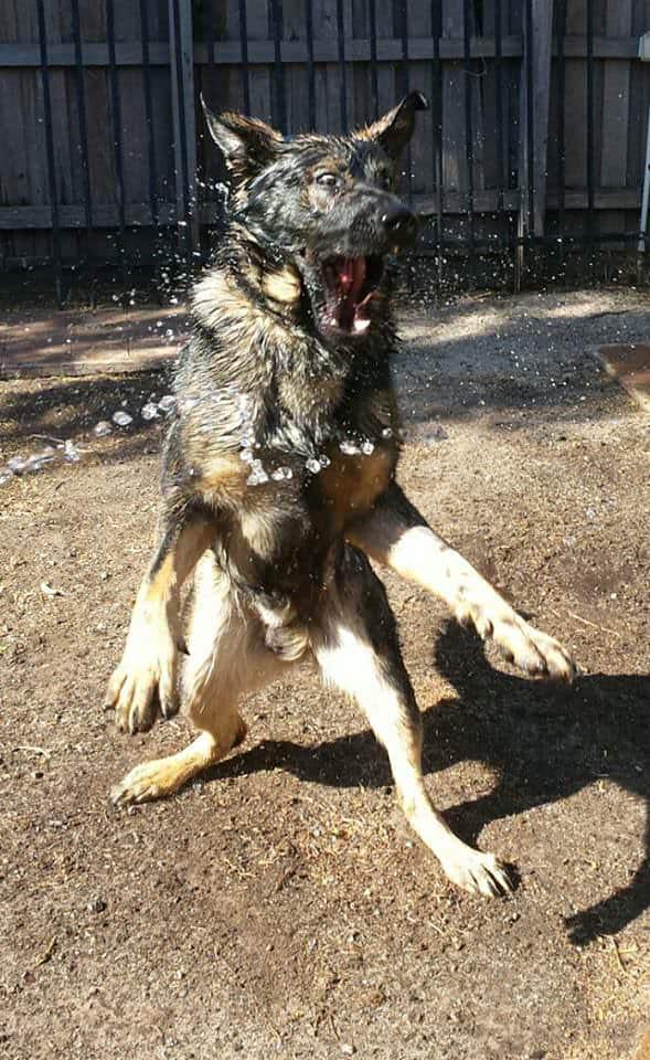 funny action photo of a dog chasing water