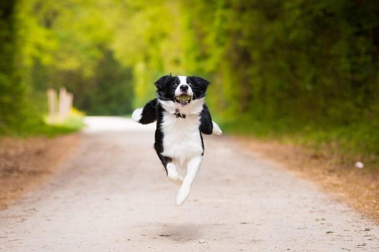 funny action photo of a dog running and lifting hind legs