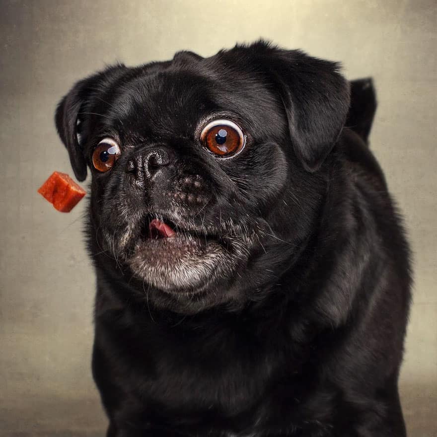 funny action photo of a pug looking at a treat