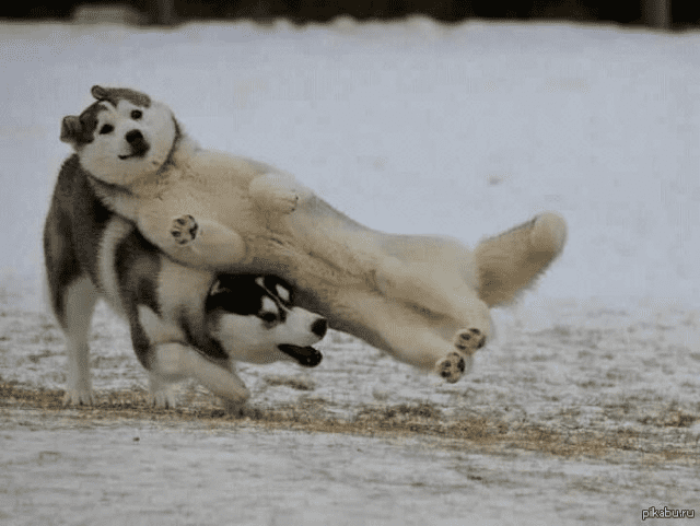 funny action photo of two huskies