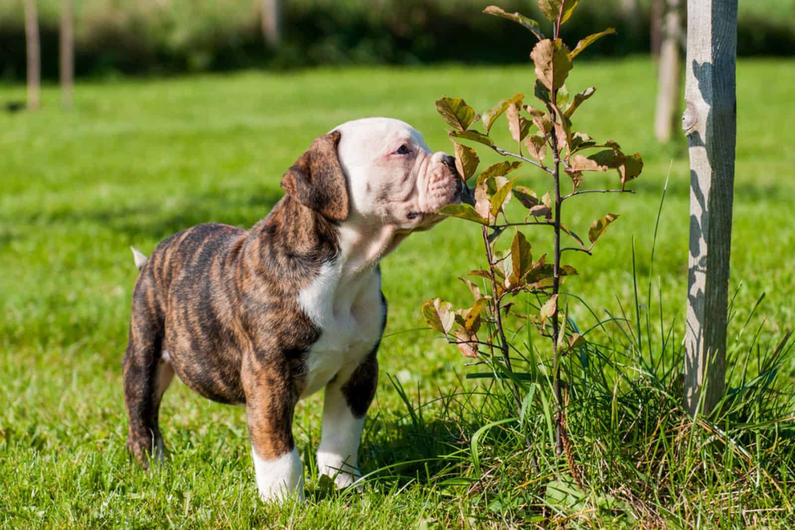 Funny brindle coat American Bulldog puppy dog on nature