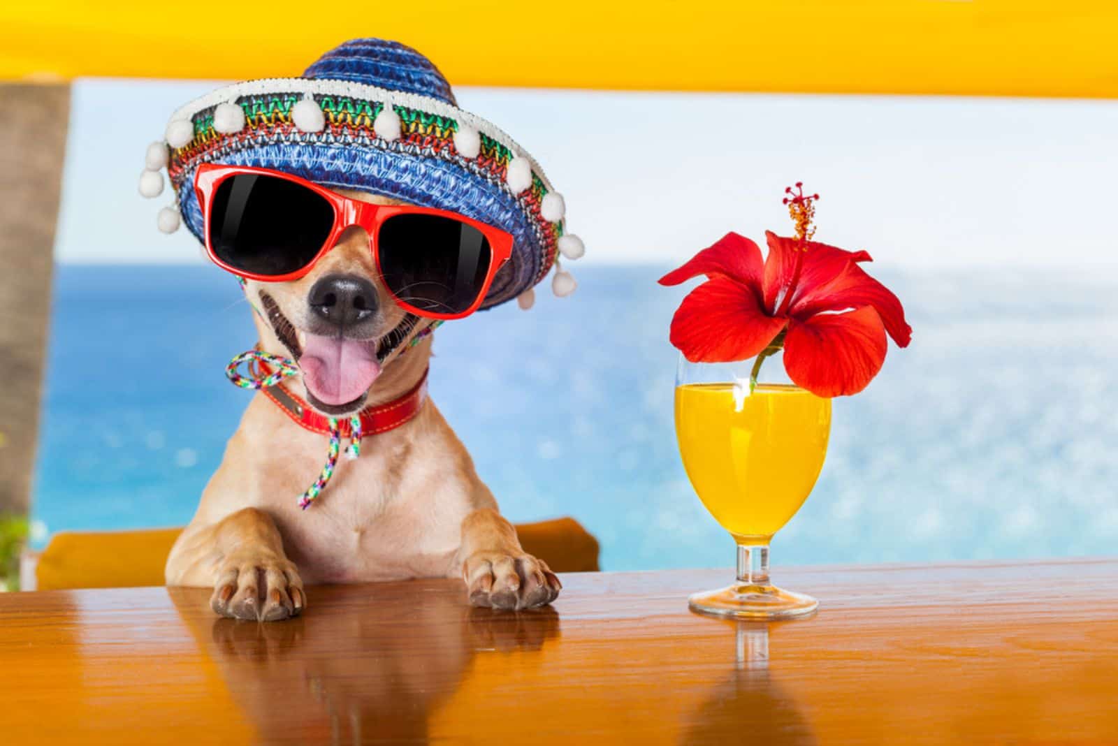 funny cool chihuahua dog drinking cocktails