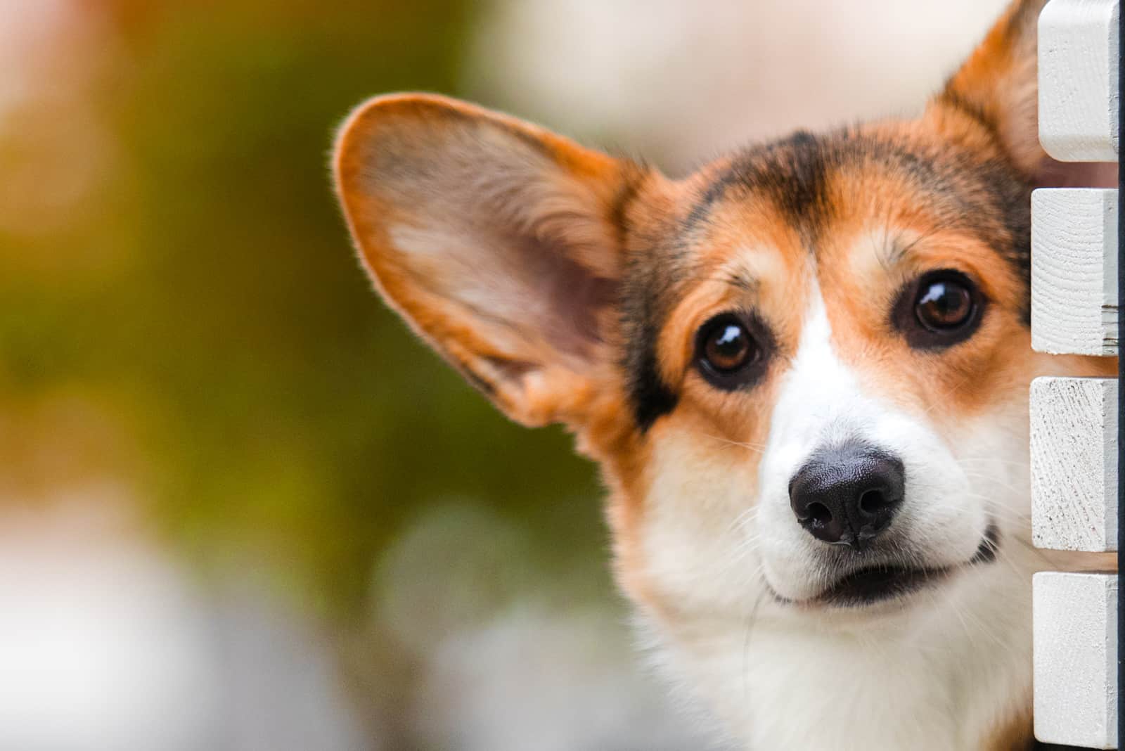 funny corgi dog peeping outdoors