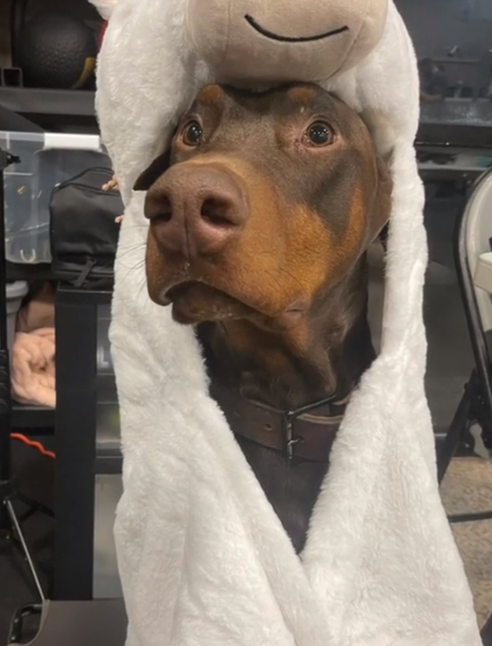 funny doberman