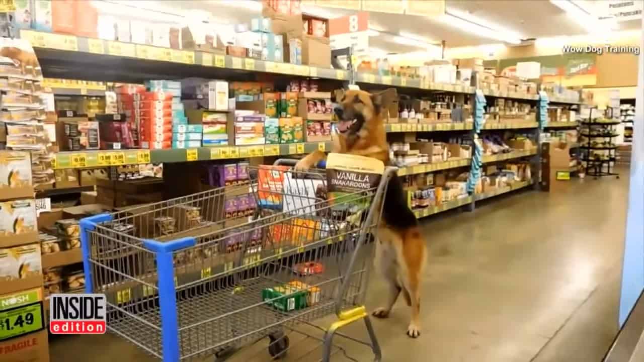 funny dog in shop