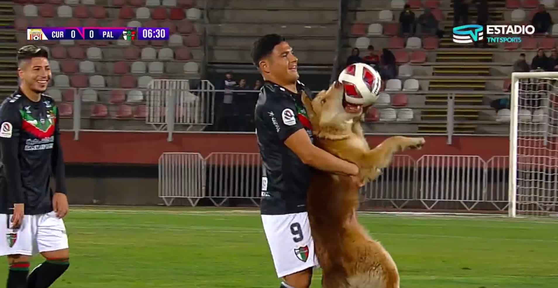 funny dog on the pitch with a player