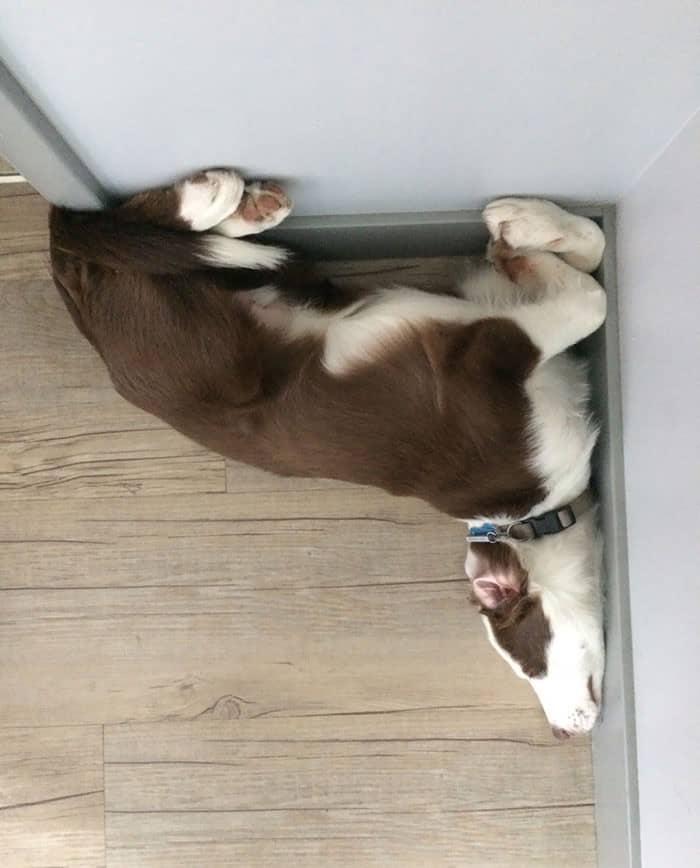 funny dog sleeping in a tetris position