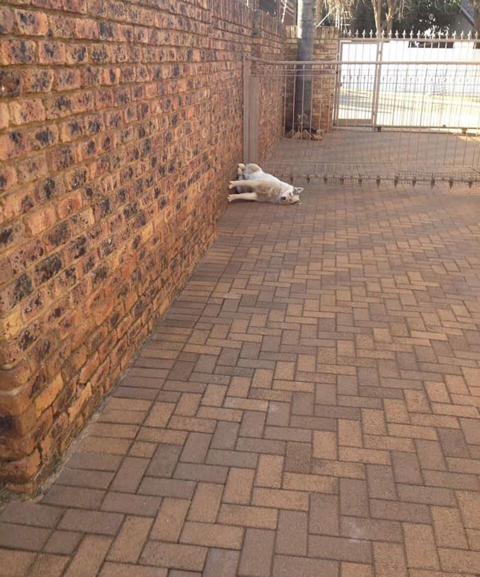 funny dog sleeps against brick wall