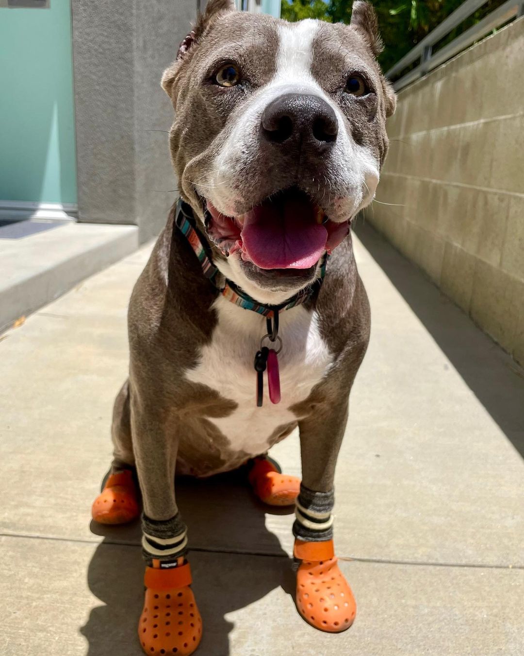 funny dog wearing orange crocs