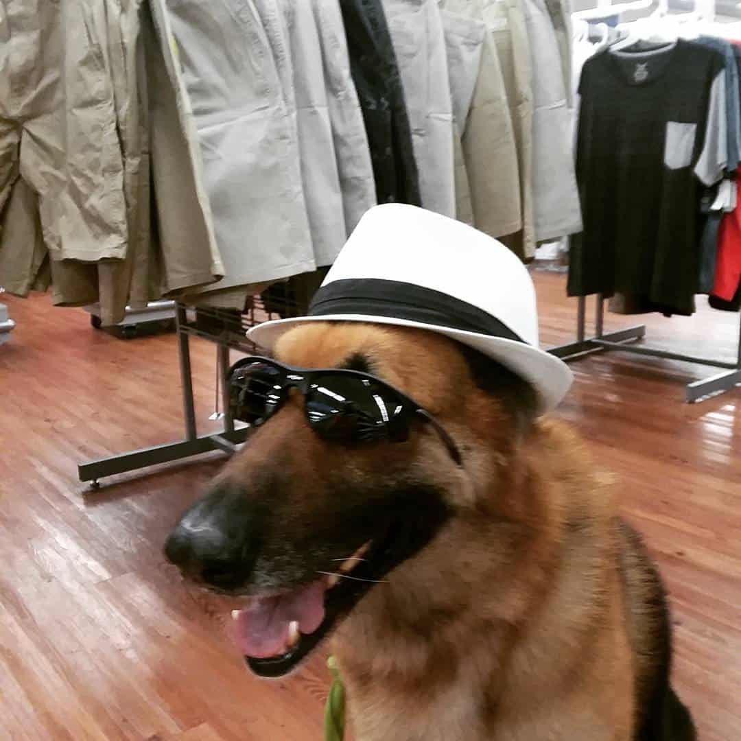 funny dog with sunglasses and a hat