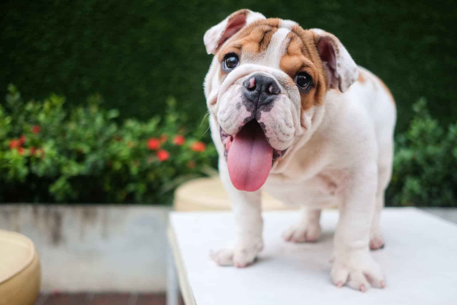 Funny English bulldog pug playing on table