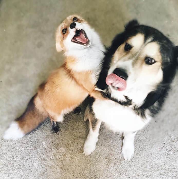 funny fox and dog