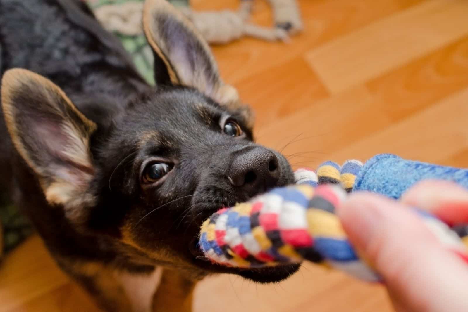 Funny German shepherd puppy pulling a tug toy (selective focus on the nose)