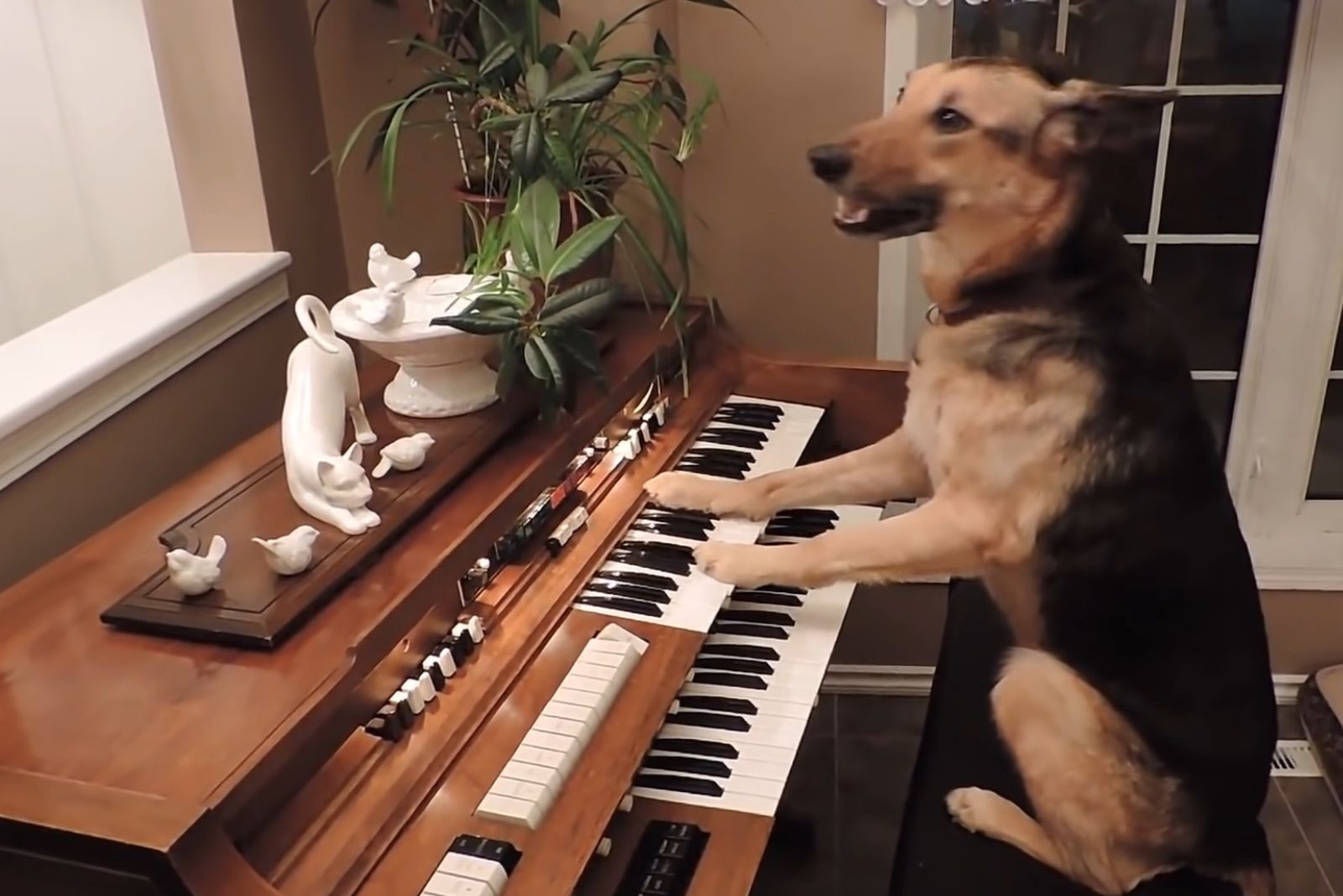 funny german shepherd plays the piano