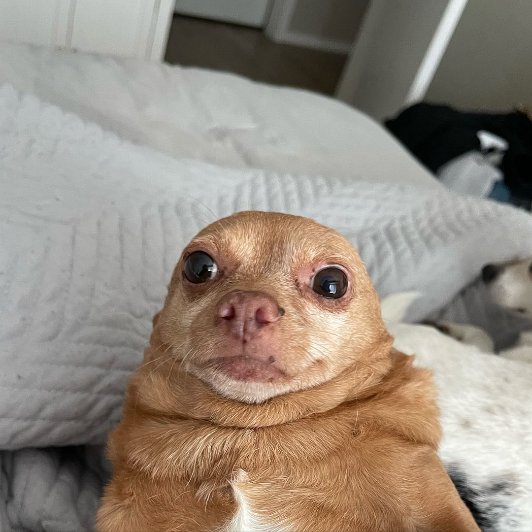 Funny looking Chihuahua