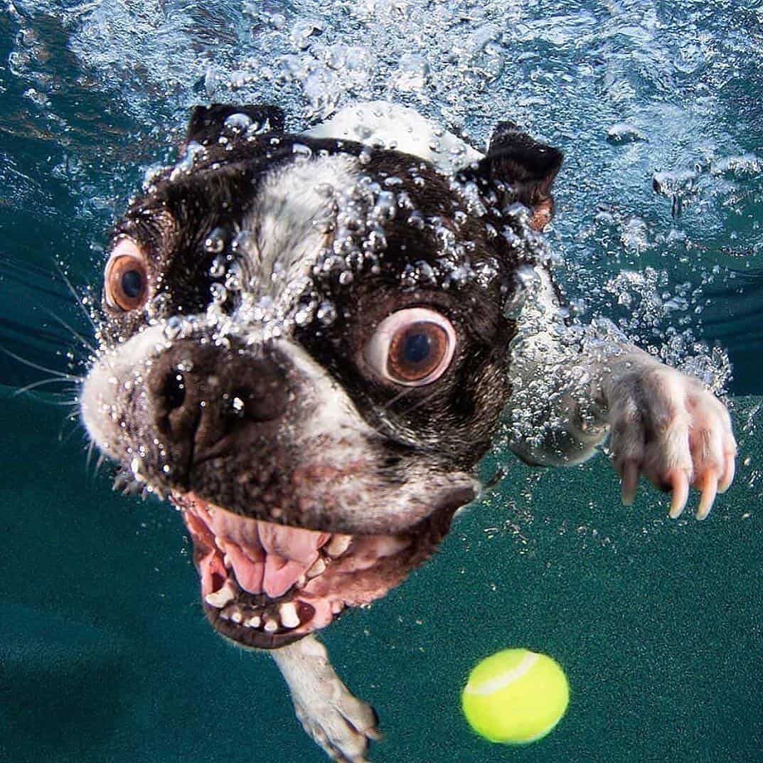 funny photo of a dog diving