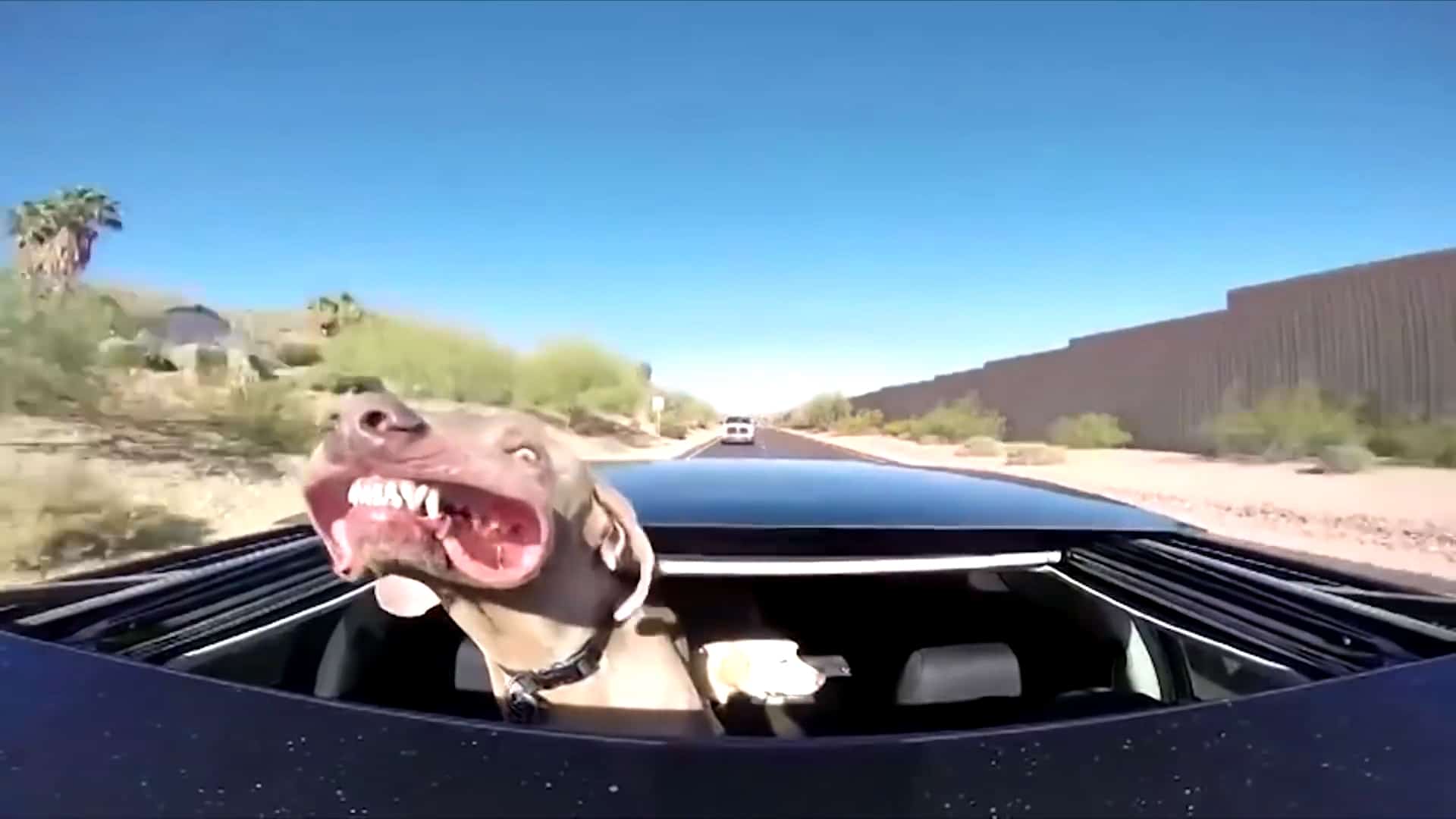 funny photo of a dog in a car