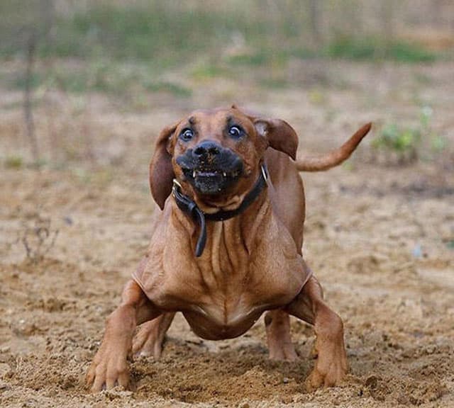 funny photo of a dog making a silly face