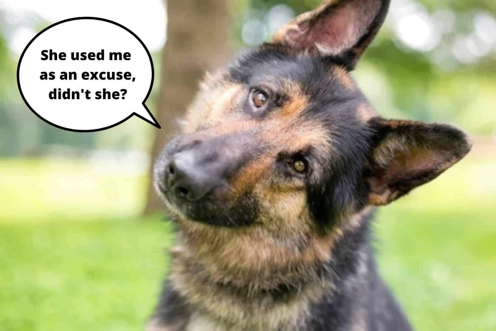 funny photo of a gsd being used as an excuse