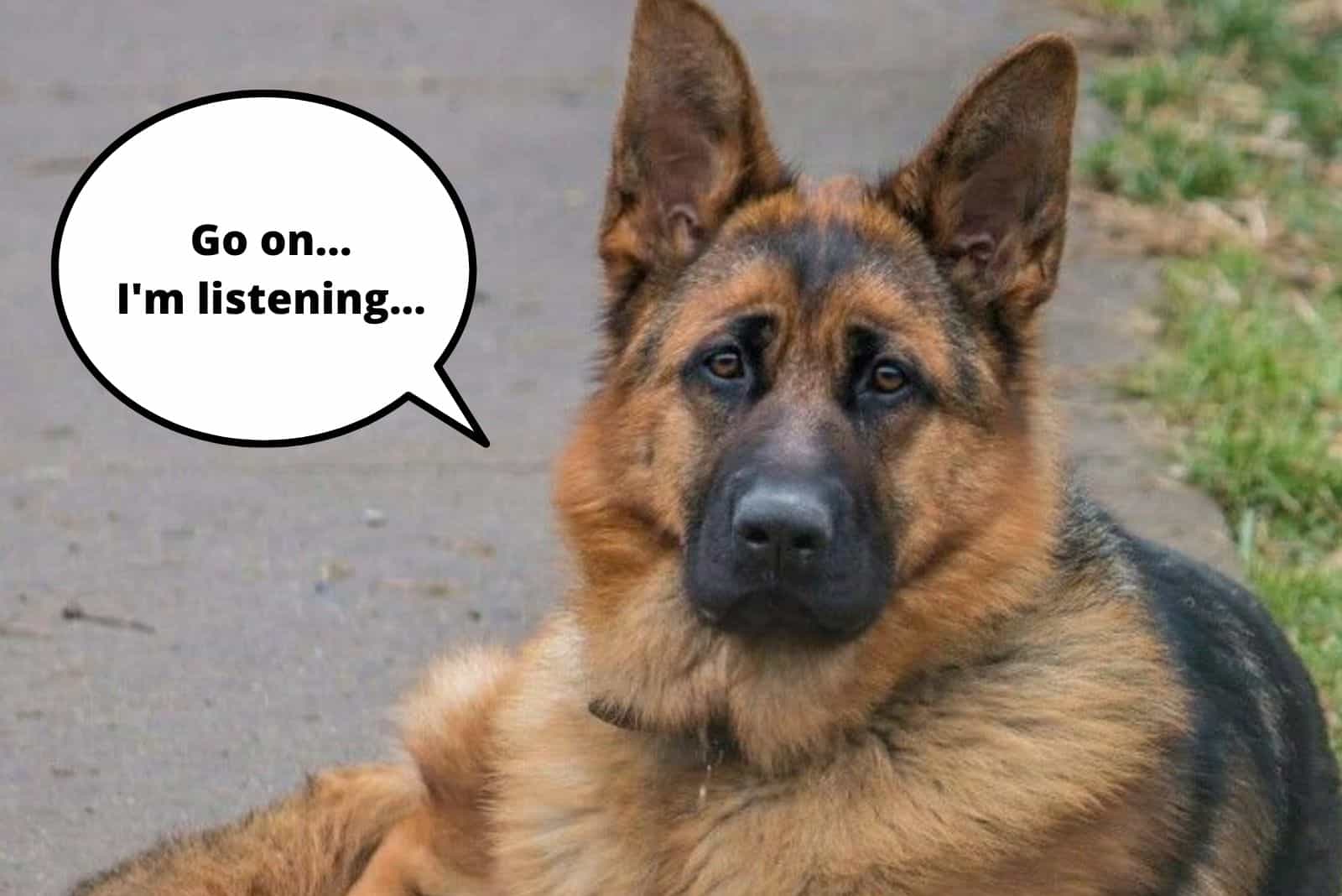 funny photo of a gsd ready to listen to their owner