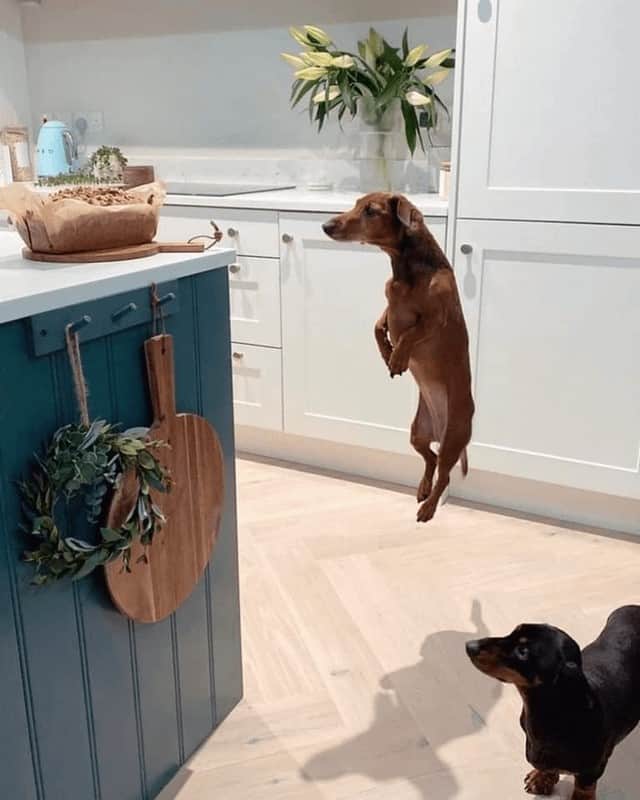 funny photo of a wiener jumping