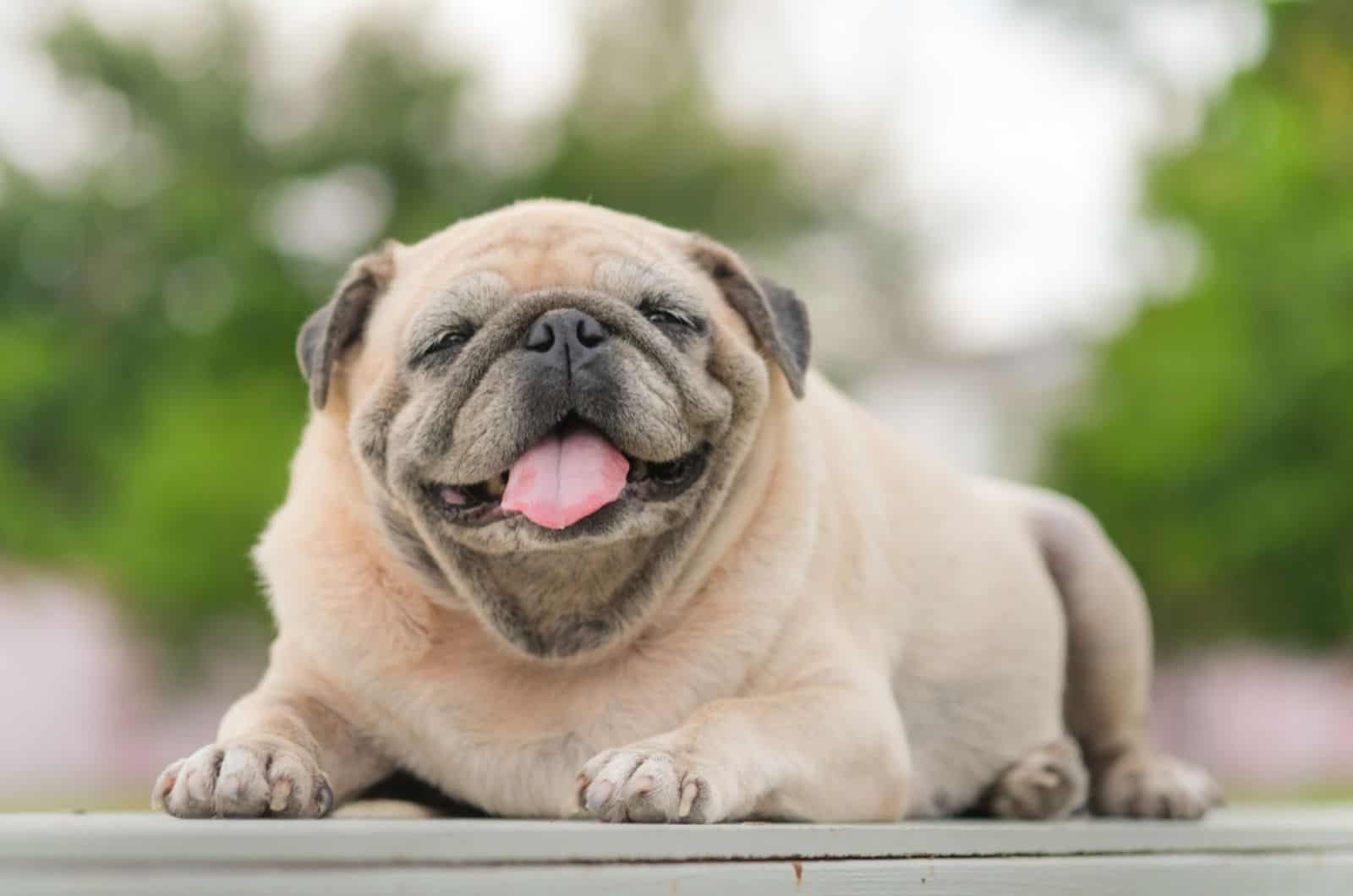 funny pug lying down on the wooden floor