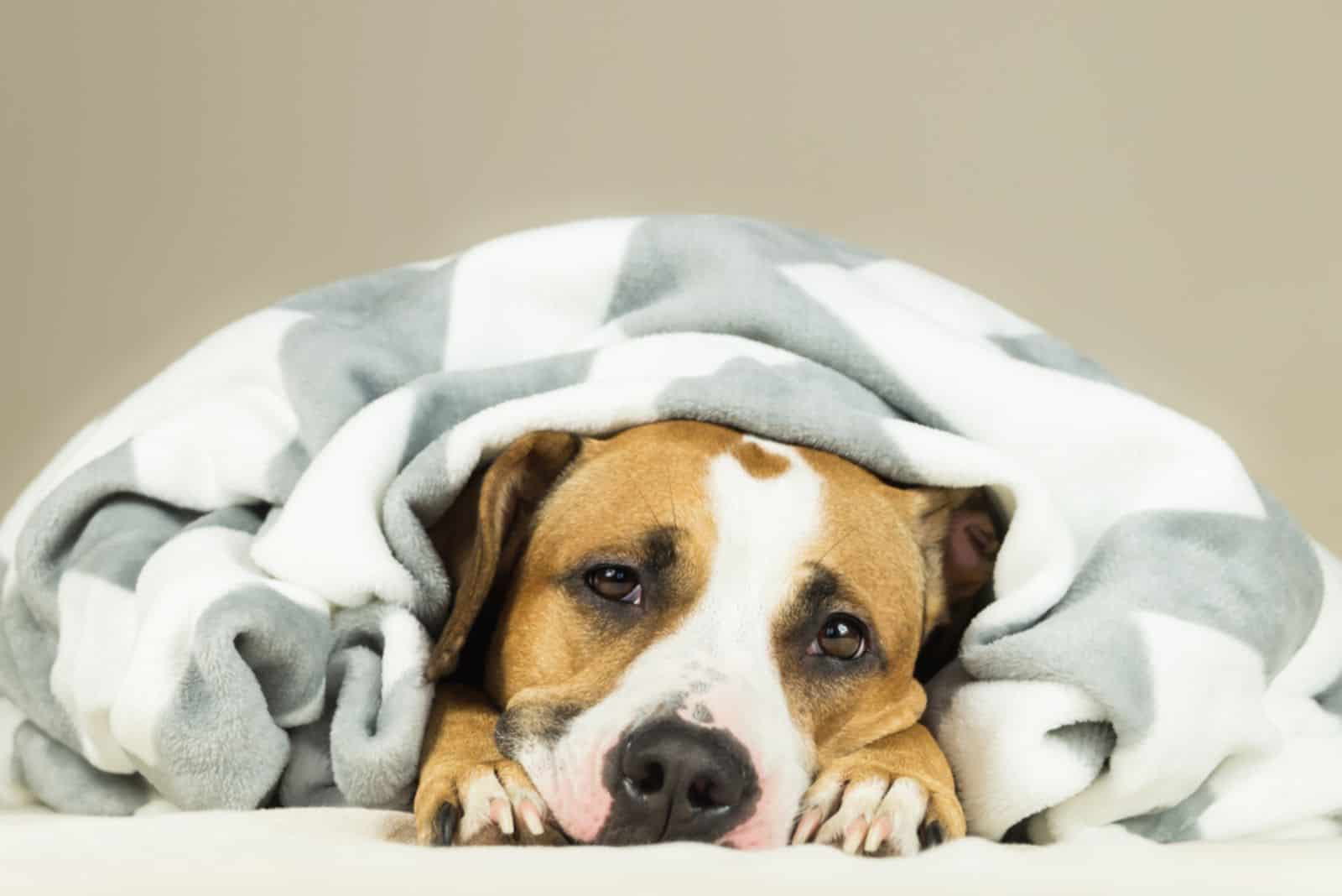 Funny staffordshire terrier puppy lying covered in throw blanket