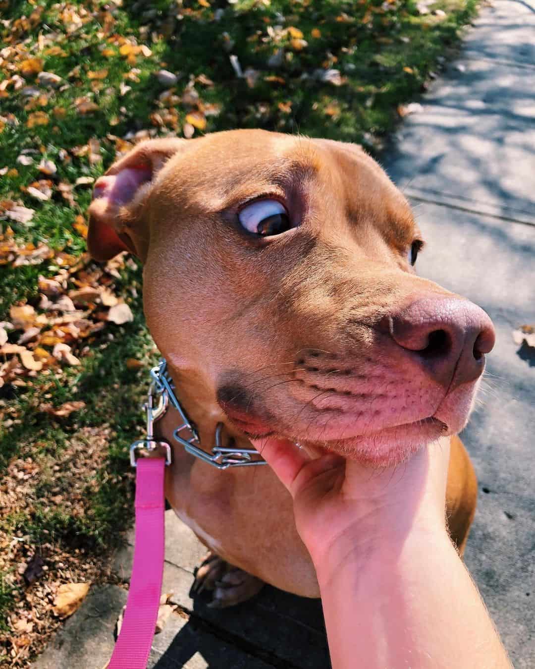 funny Vizsla Pitbull