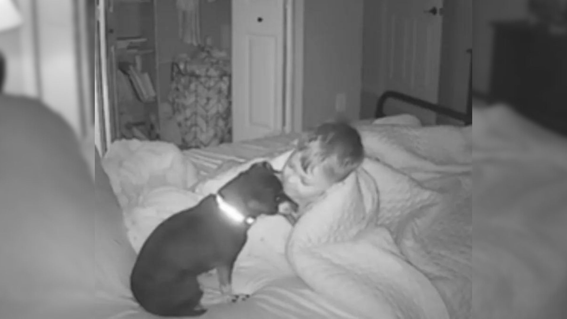 The Video Of This Pup Sneaking Into A Toddler’s Bed Will Absolutely Make Your Day