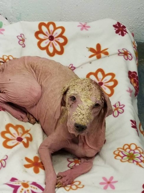 furless dog lies on a blanket