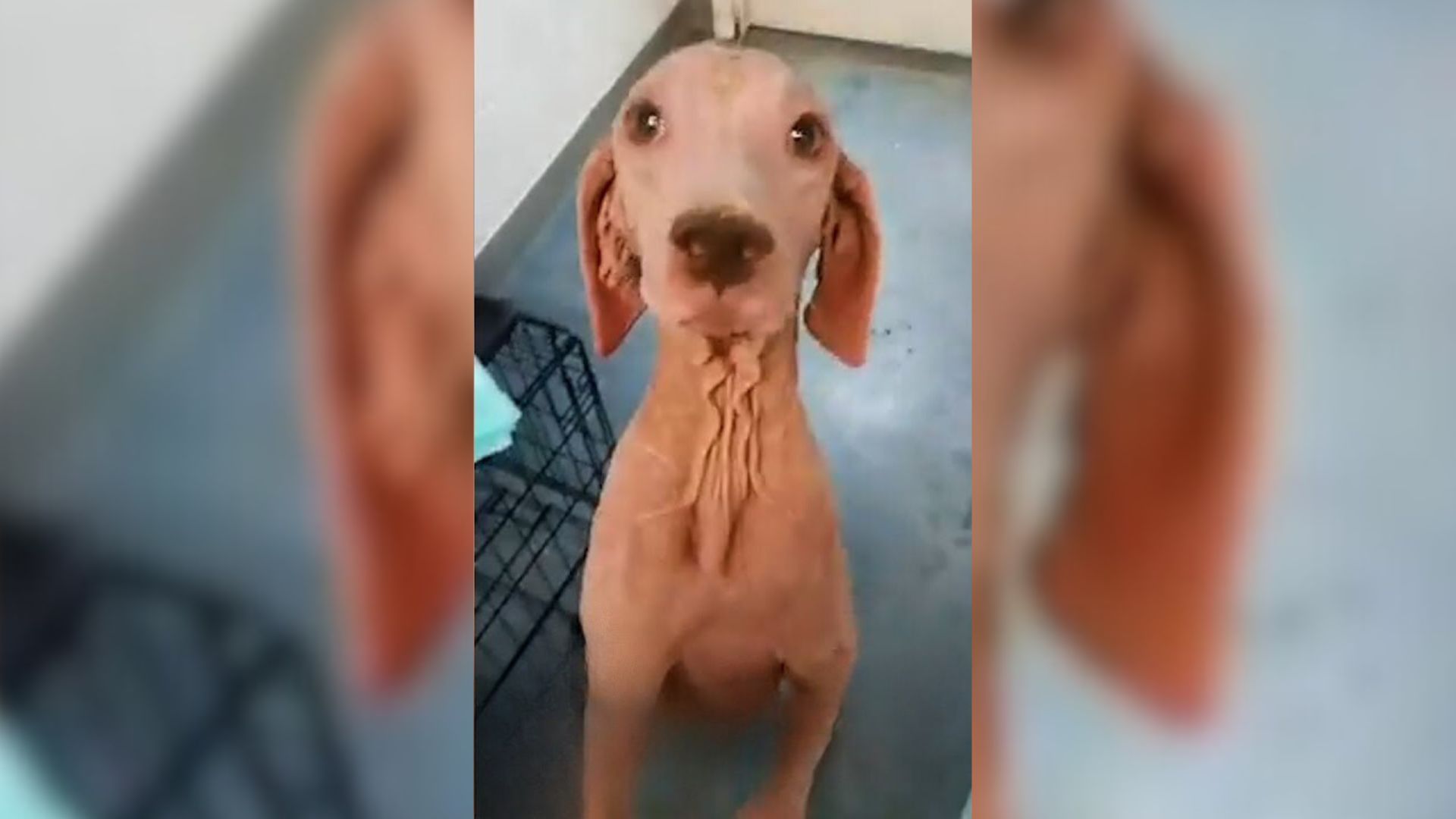 Dog With No Fur Transforming Into The Sweetest Princess Will Leave You In Awe