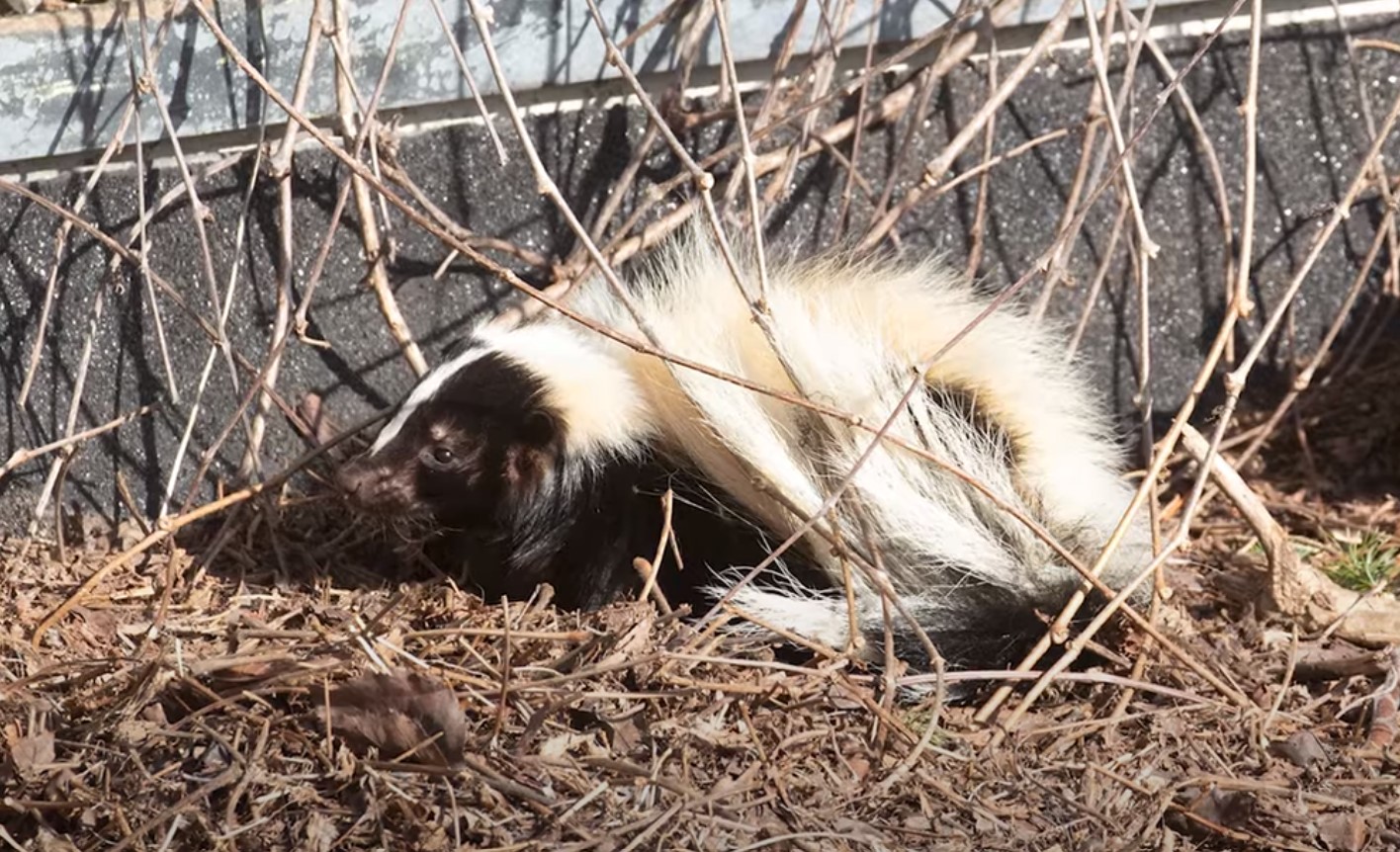 furry skunk