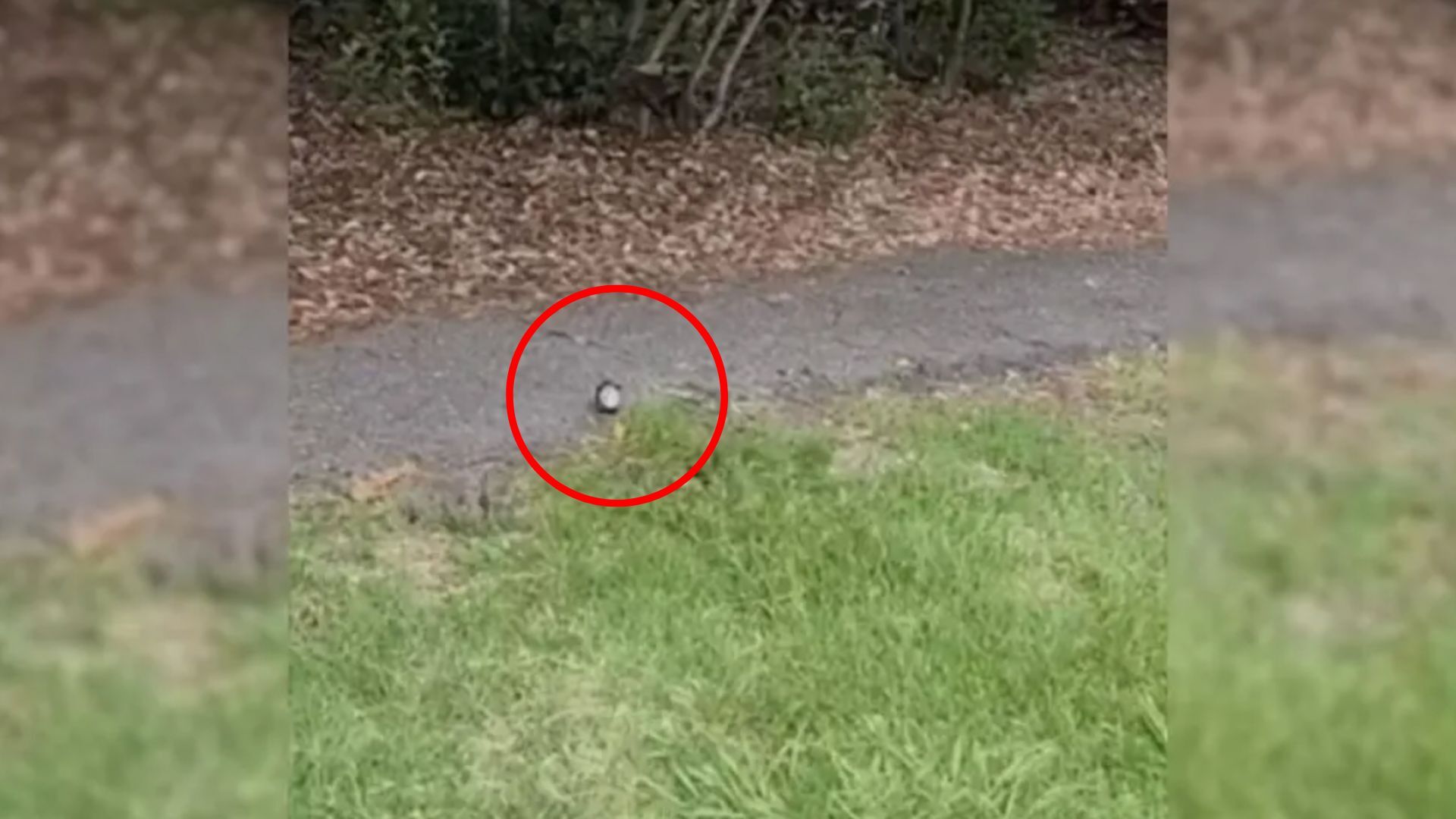 Boy Noticed Something On A Cement Path So He Went To Investigate It