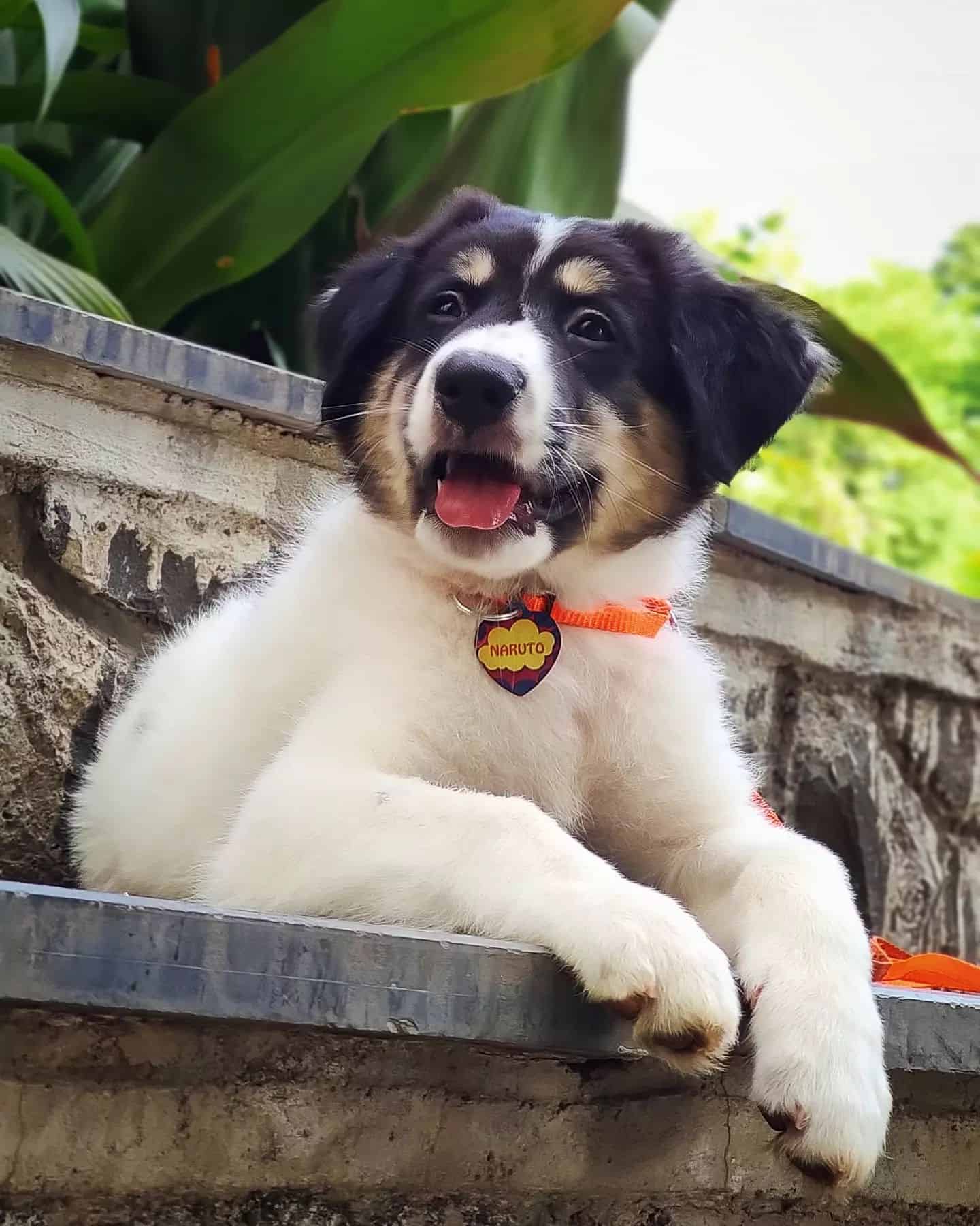 Gaddi Kutta dog on stairs