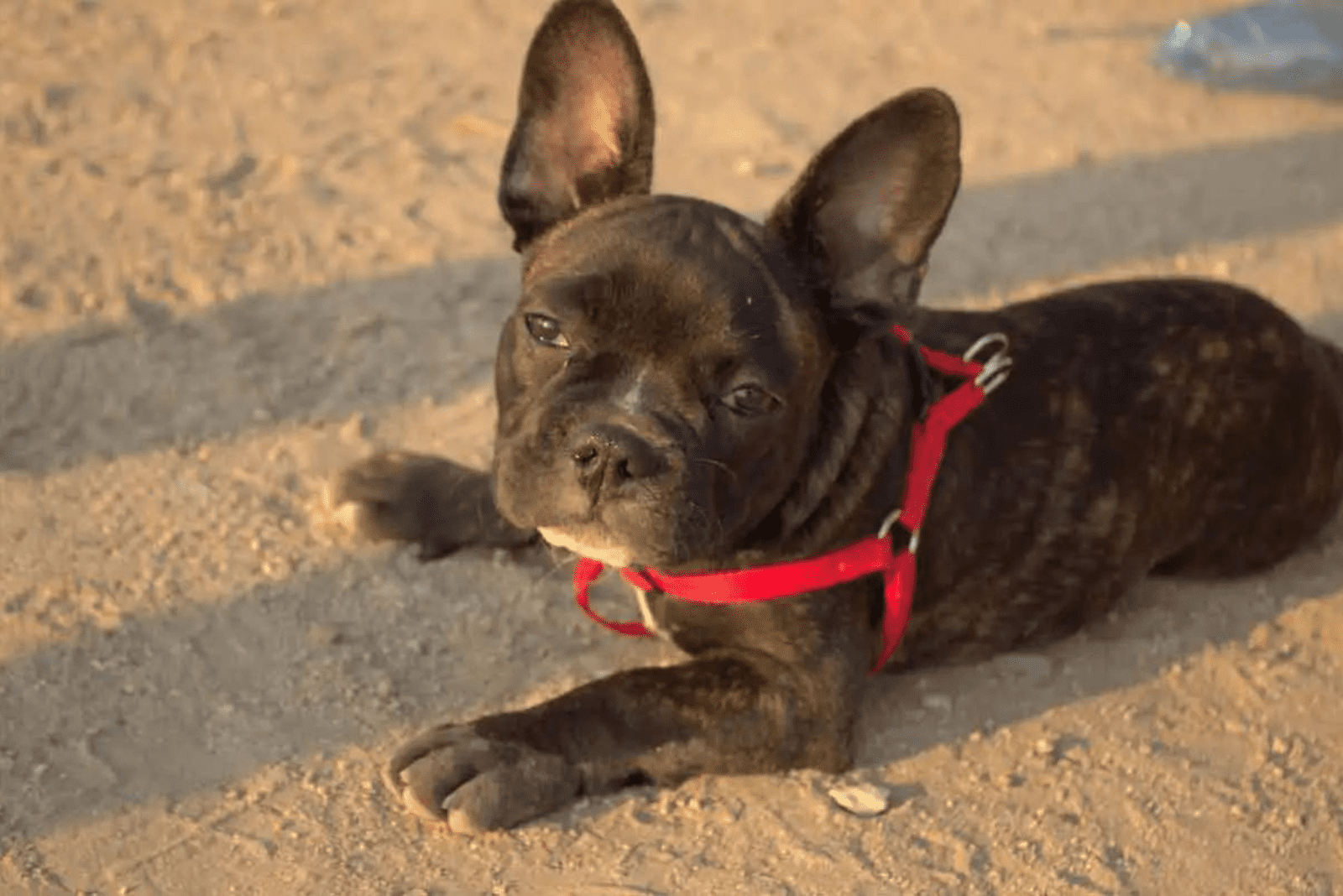 Gator Pitbull Puppies