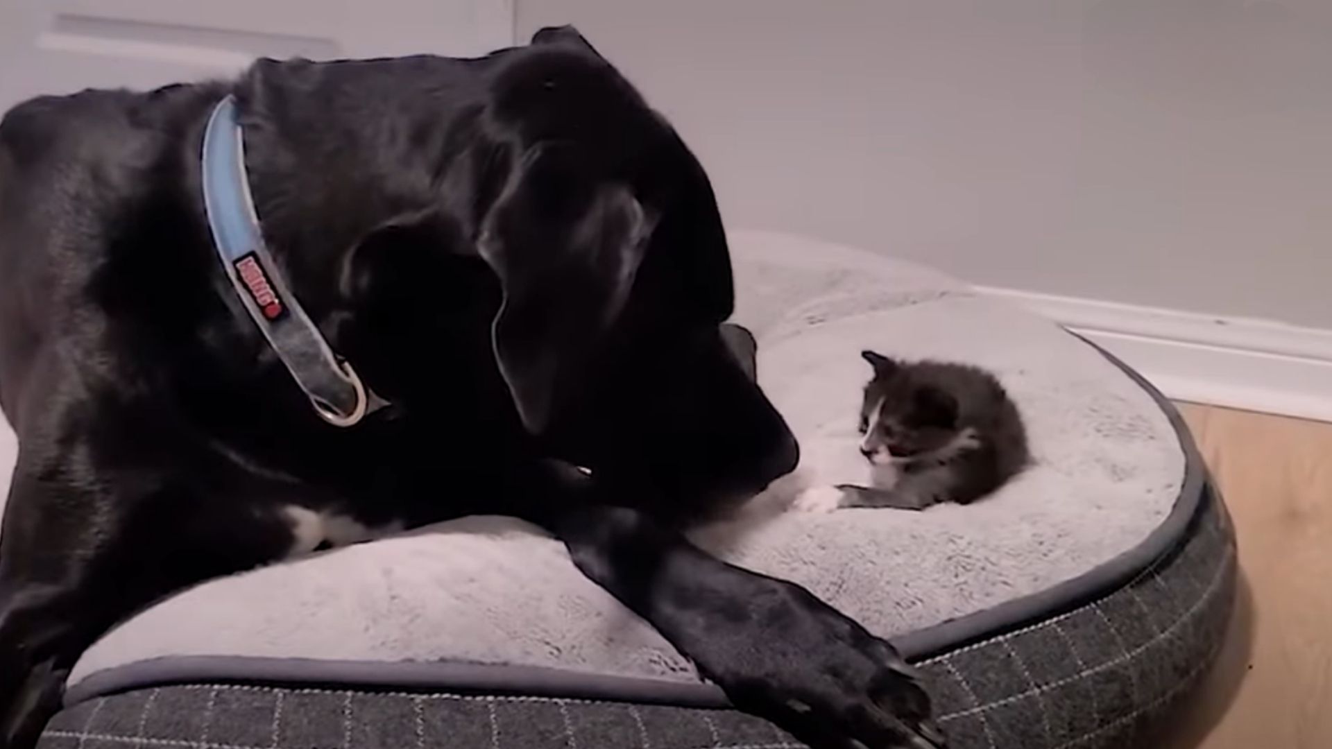 Gentle 160-Pound Great Dane Welcomes An Orphaned 1-Pound Kitten Into His Family