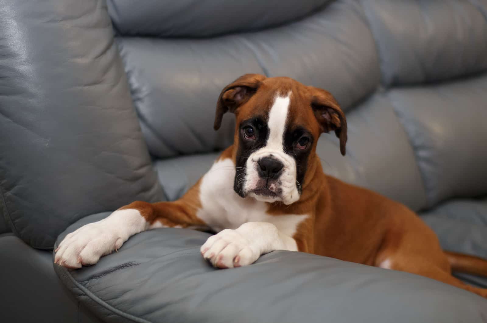 German Boxer is lying on the couch