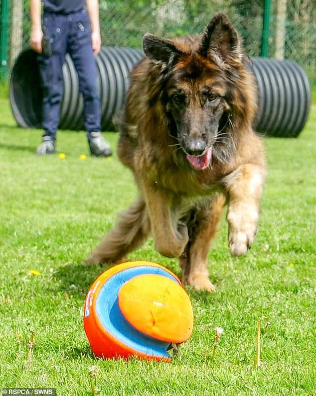 German charmer is playing with a ball in the garden