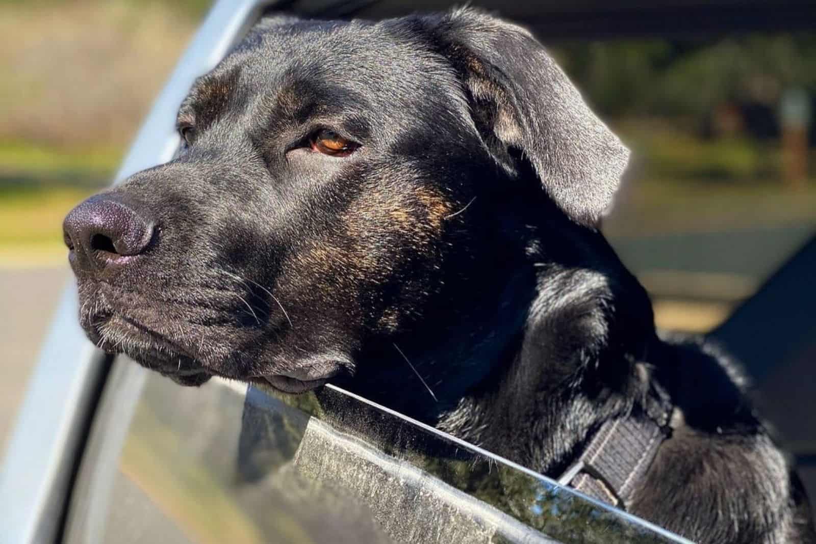 german corso dog in the car