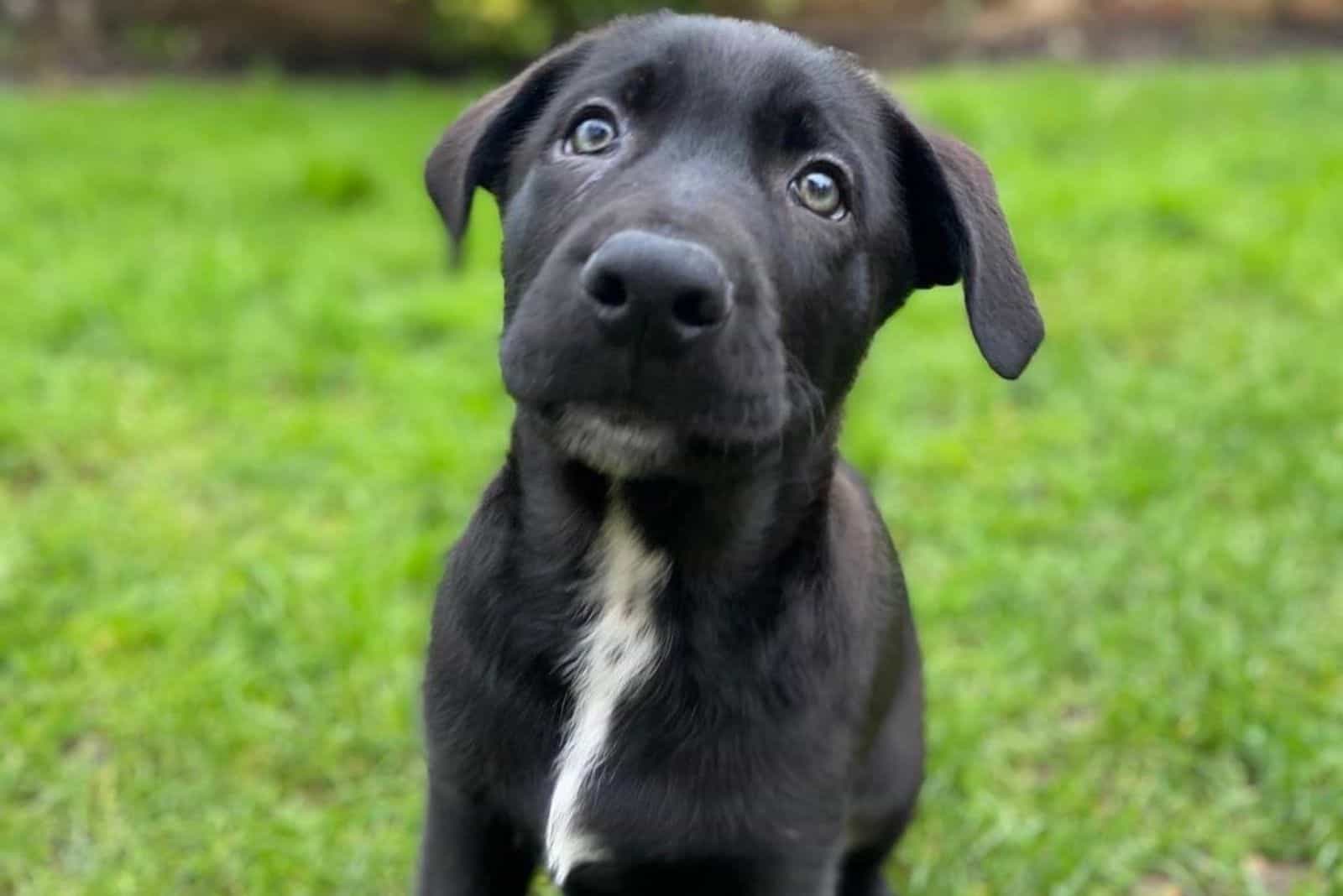 german corso puppy