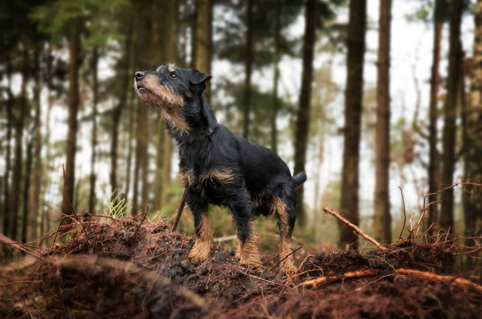 German Hunting Terrier