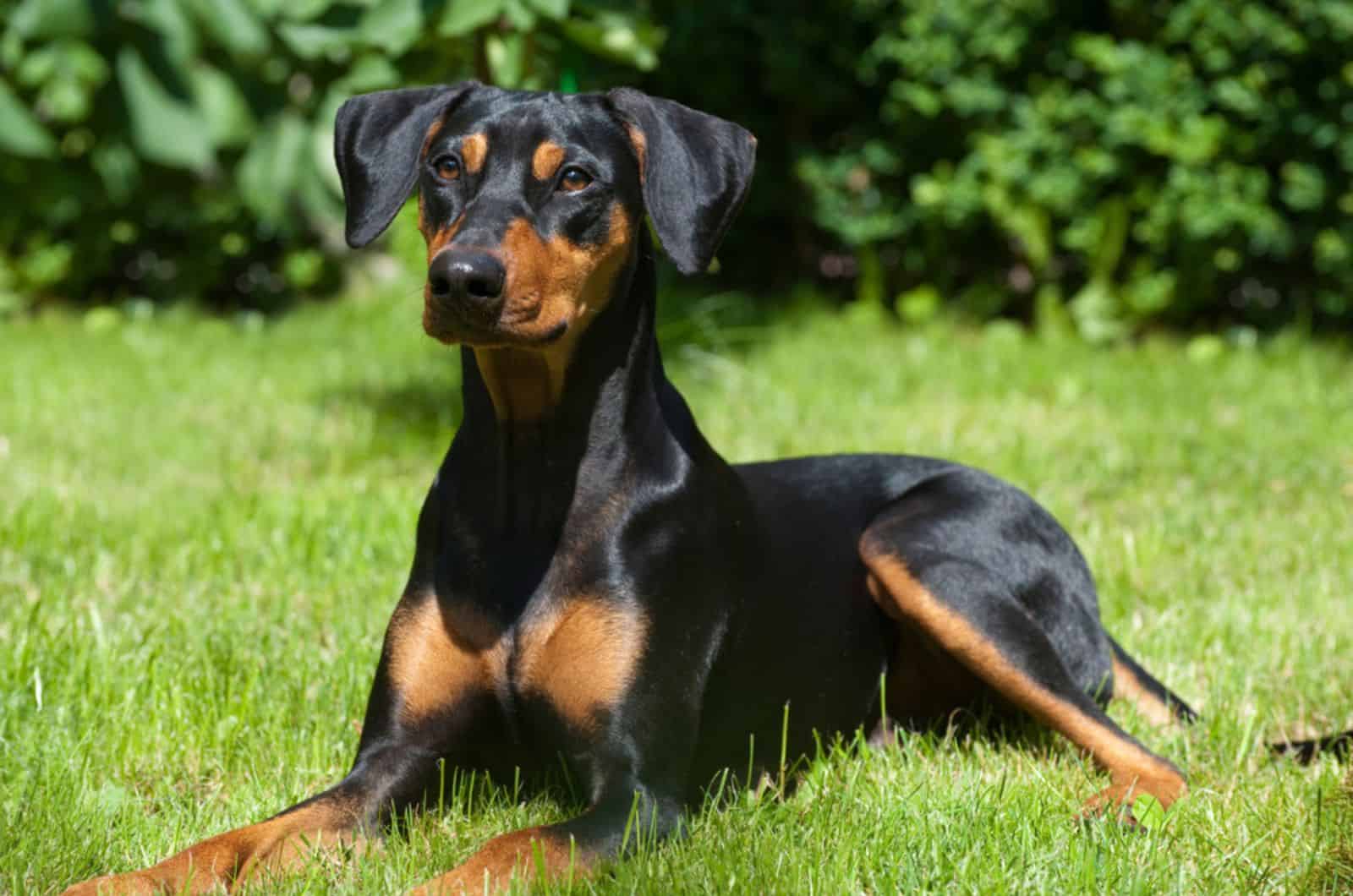 german pinscher lying on the grass