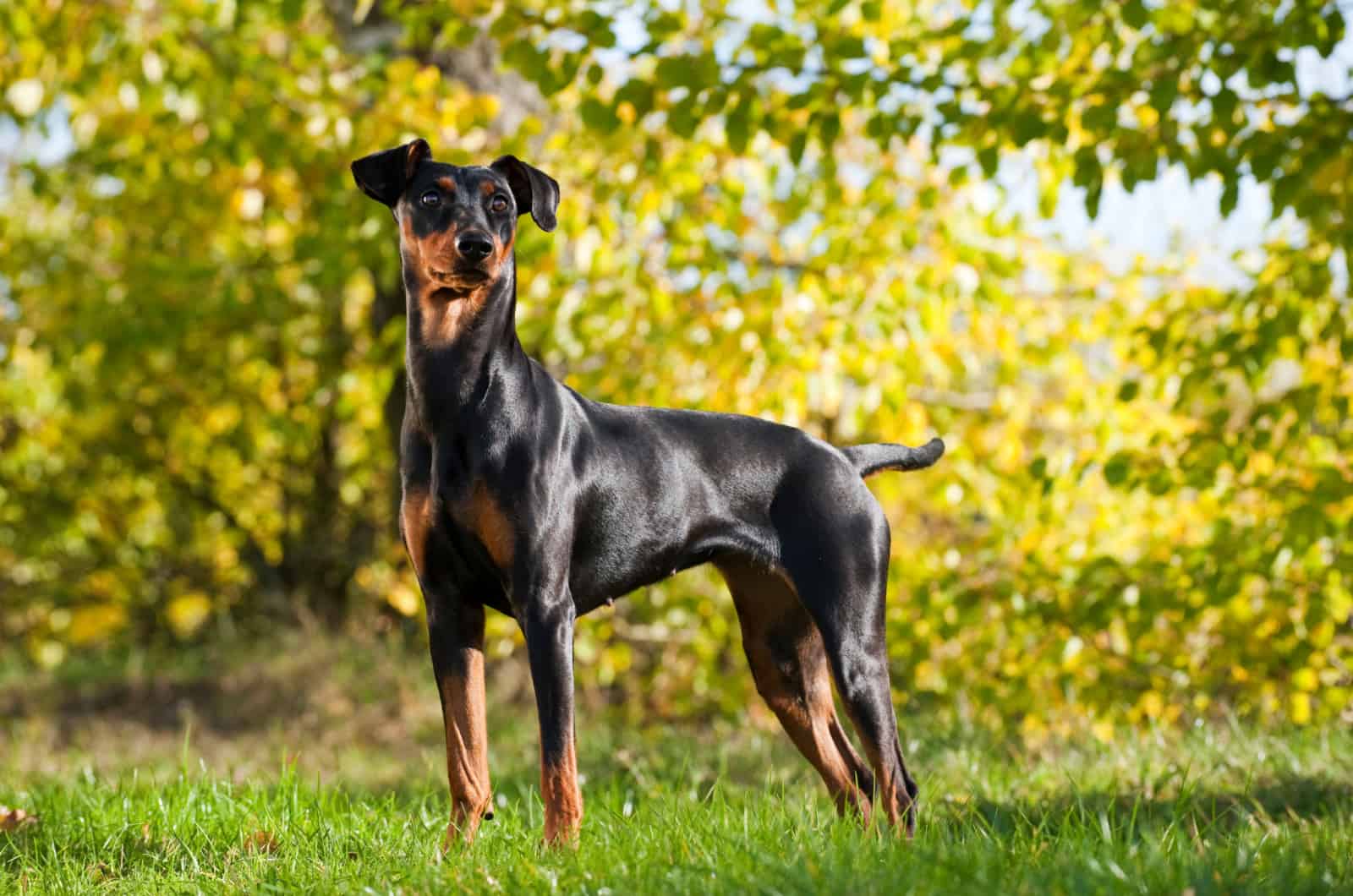 german pinscher