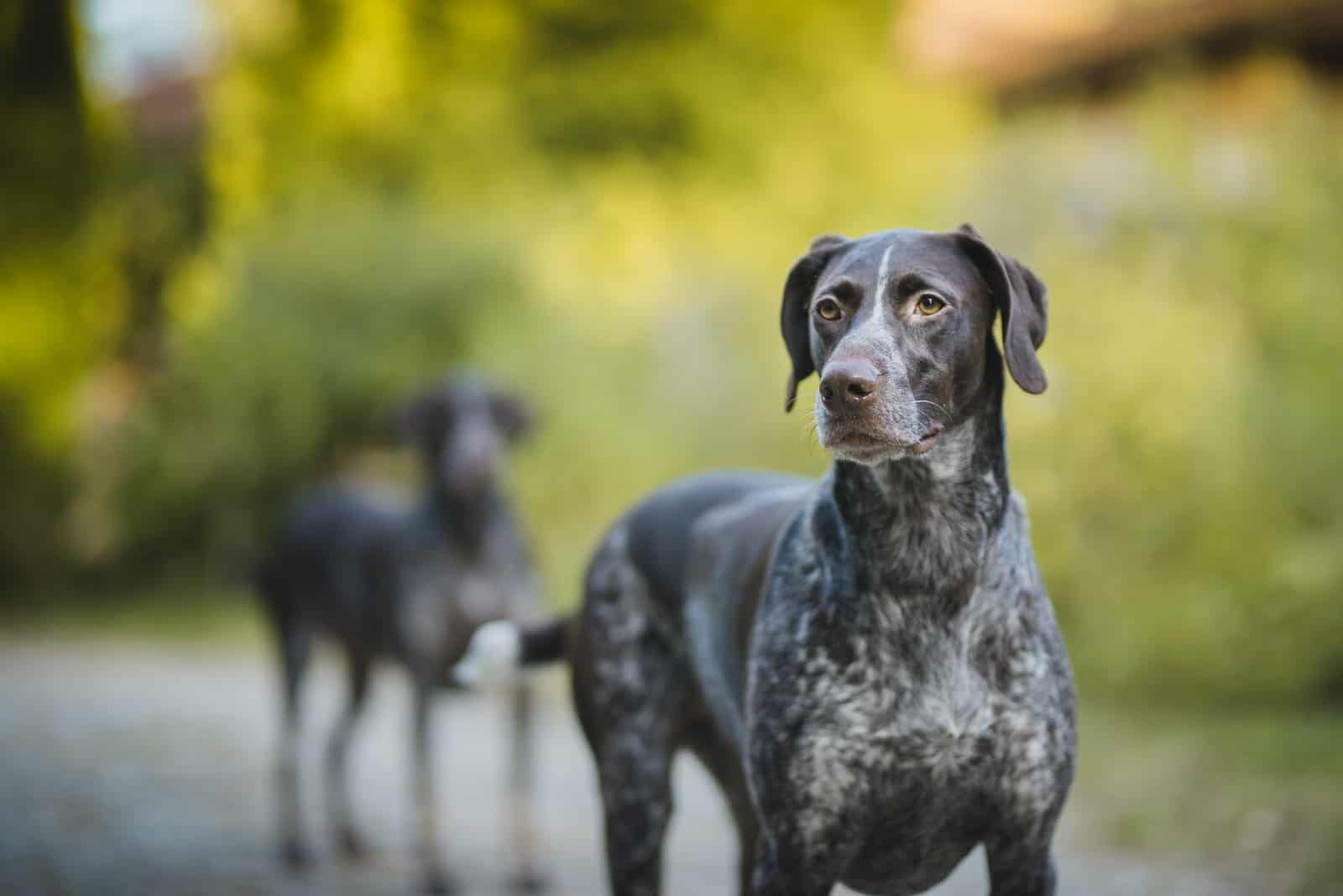 German pointer portrait on a sunnyy weather