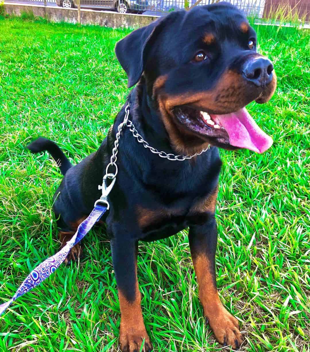 German Rottweiler outside