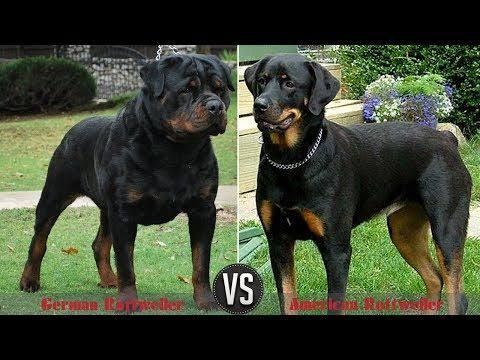 german rottweiler vs american rottweiler