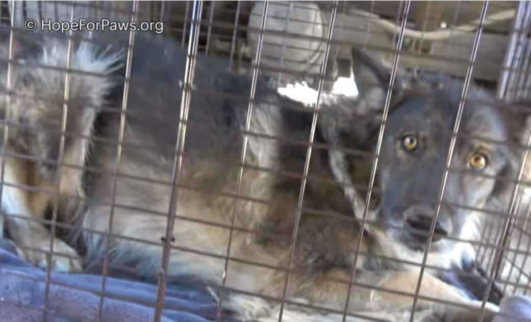 german shepehrd abandoned at a landfill