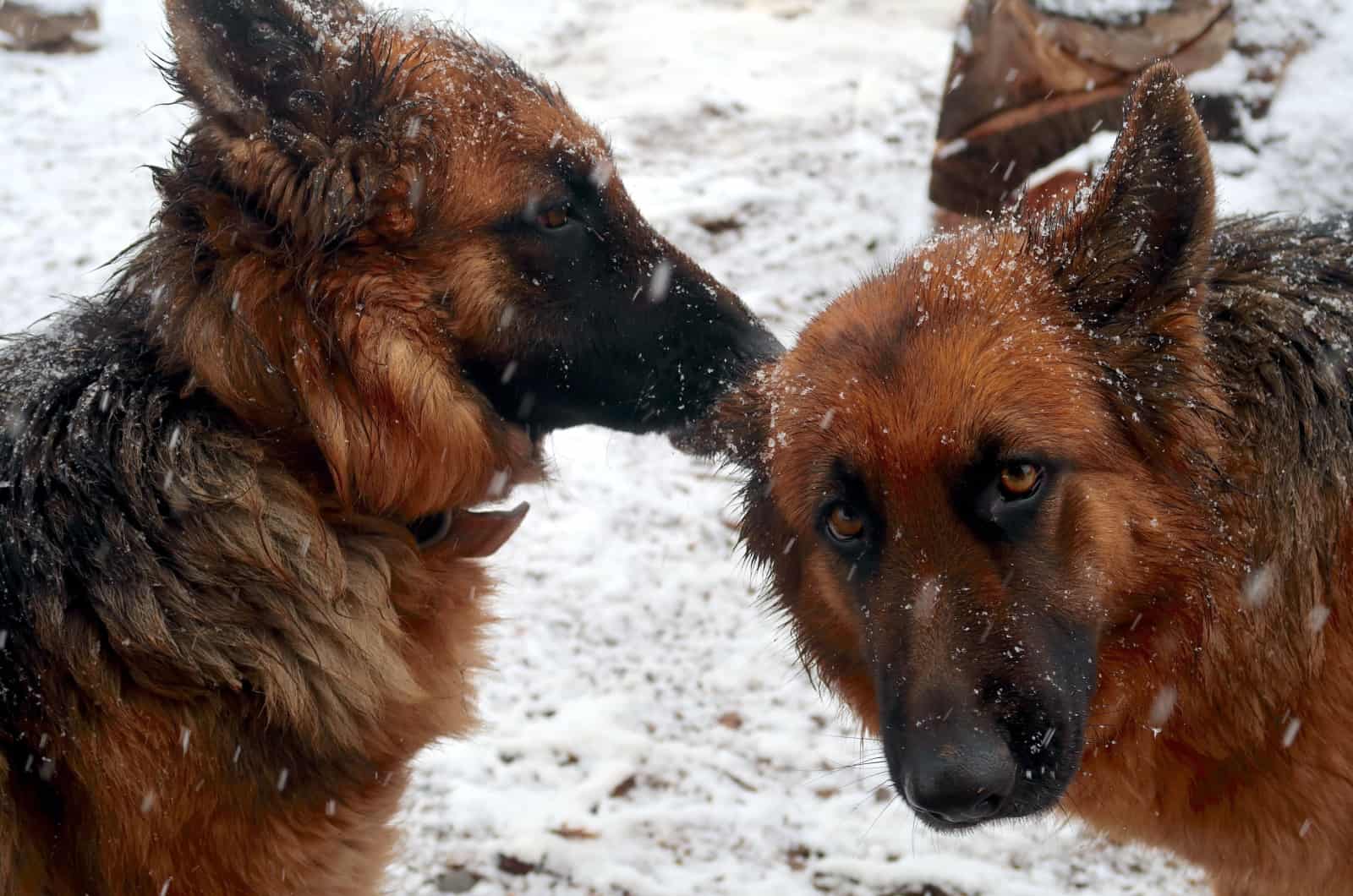 German sheperd licking other german sheperd ear