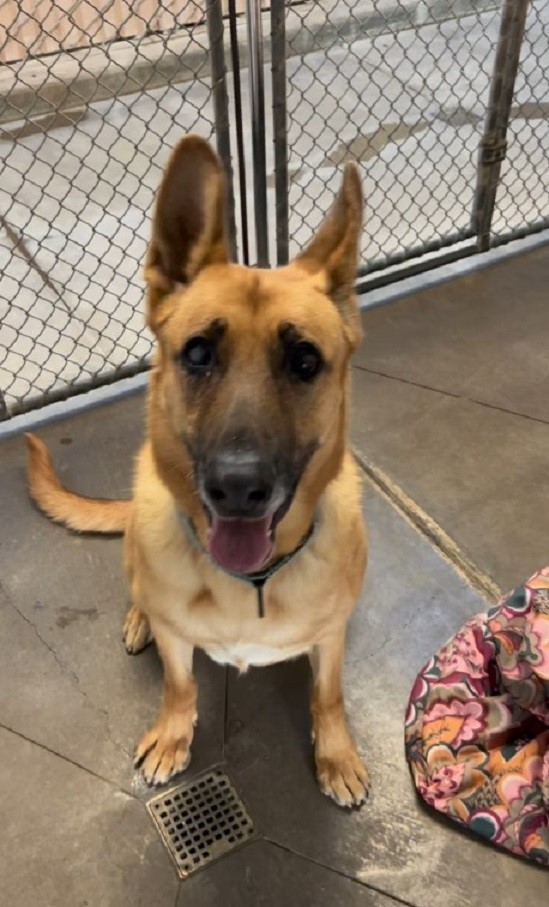 german shephed in shelter